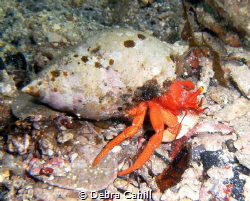 Hermit Crab Pt Hughes Jetty South Australia by Debra Cahill 